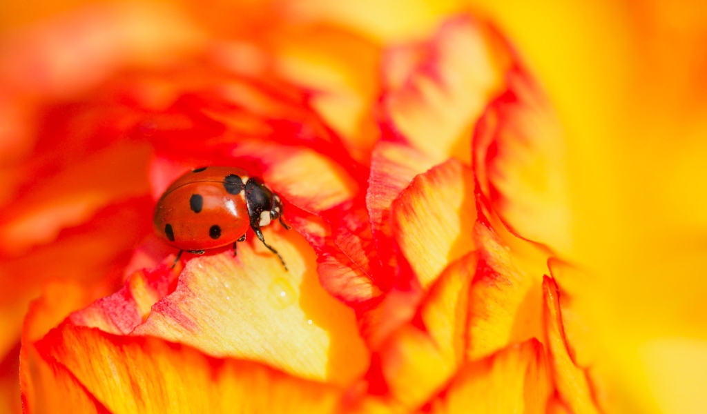 Красная божья коровка сидит на розе