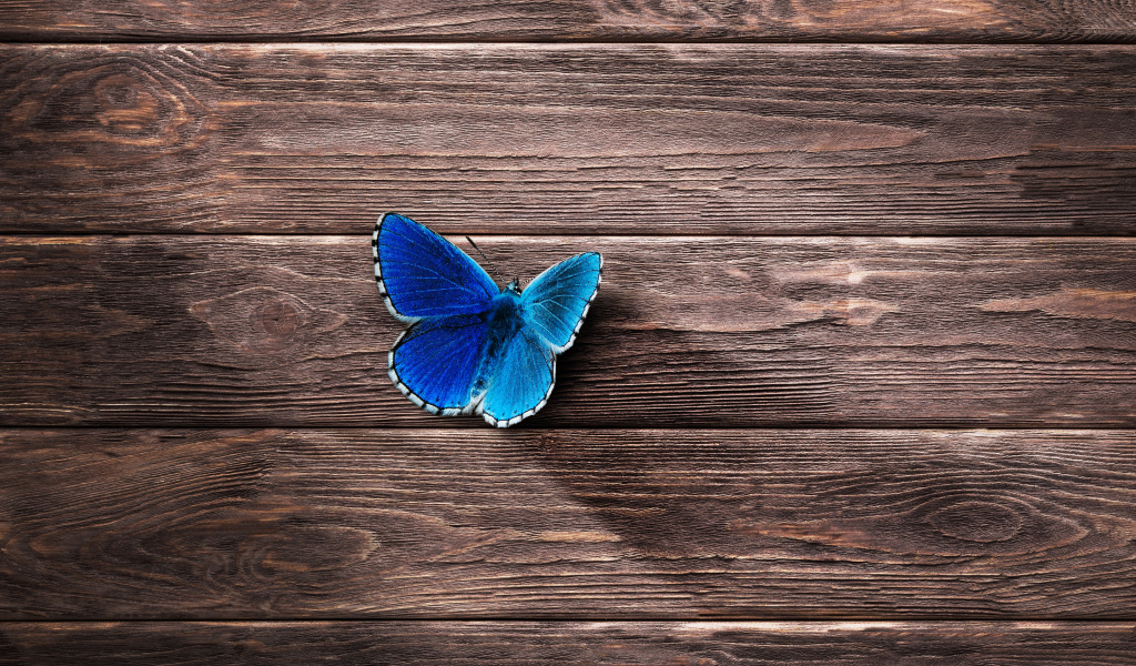 Маленькая синяя бабочка на деревянной поверхности