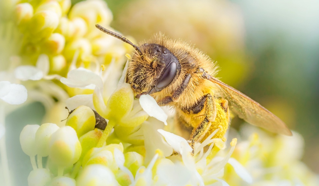 Пчела собирает нектар на белом цветке