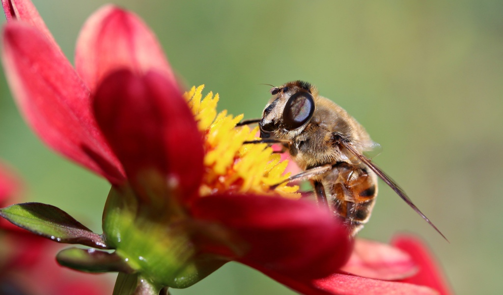 Пчела сидит на красном цветке георгины, макросъемка