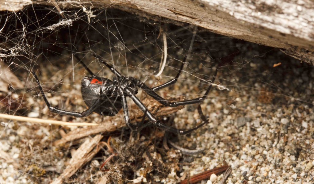 Большой черный паук на паутине
