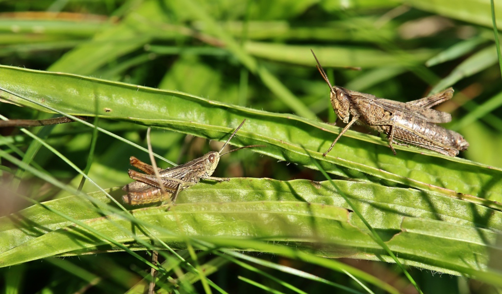 Два кузнечика сидят на зеленой траве