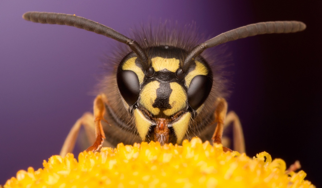 Оса на цветке крупным планом 