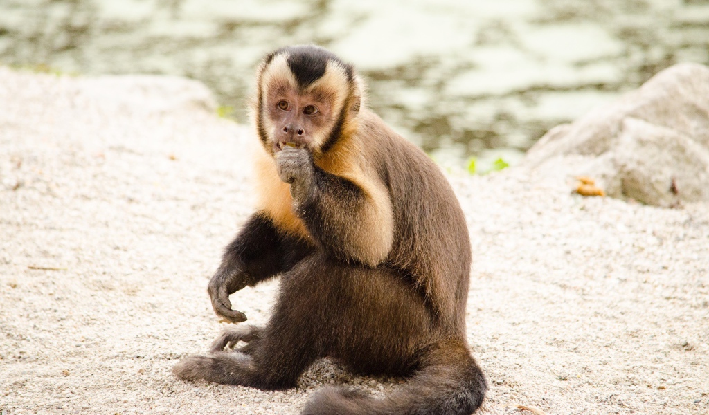 Обезьяна капуцин  сидит на песке