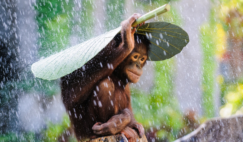 Орангутанг сидит под большим зеленым листом под дождем