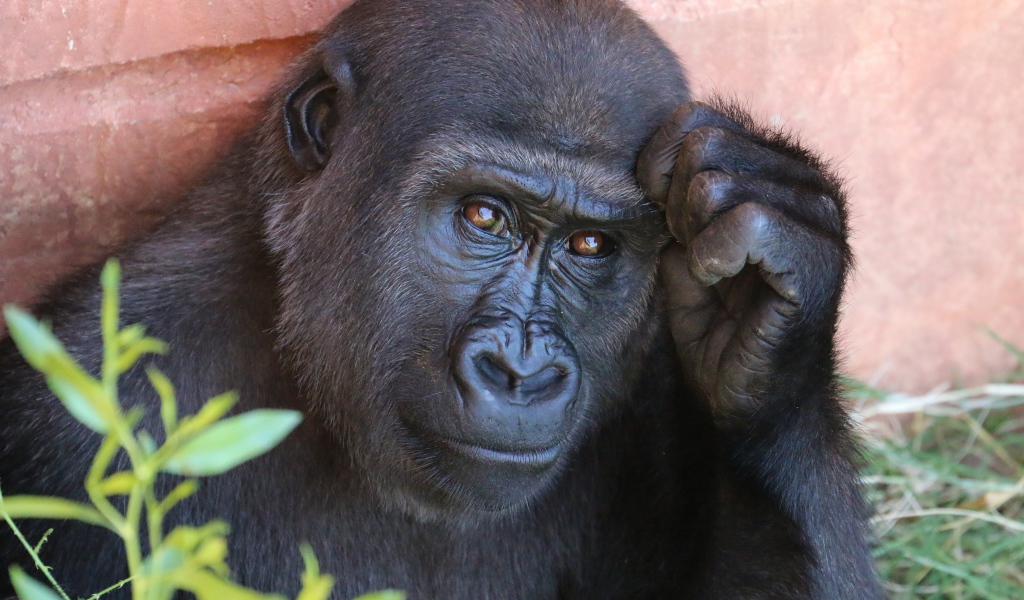 Умная горилла крупным планом