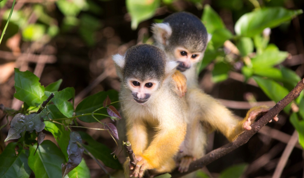 Две маленькие обезьянки на дереве