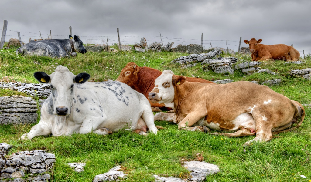 Стадо коров отдыхает на пастбище