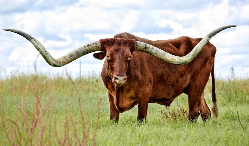 Коричневый бык с большими рогами