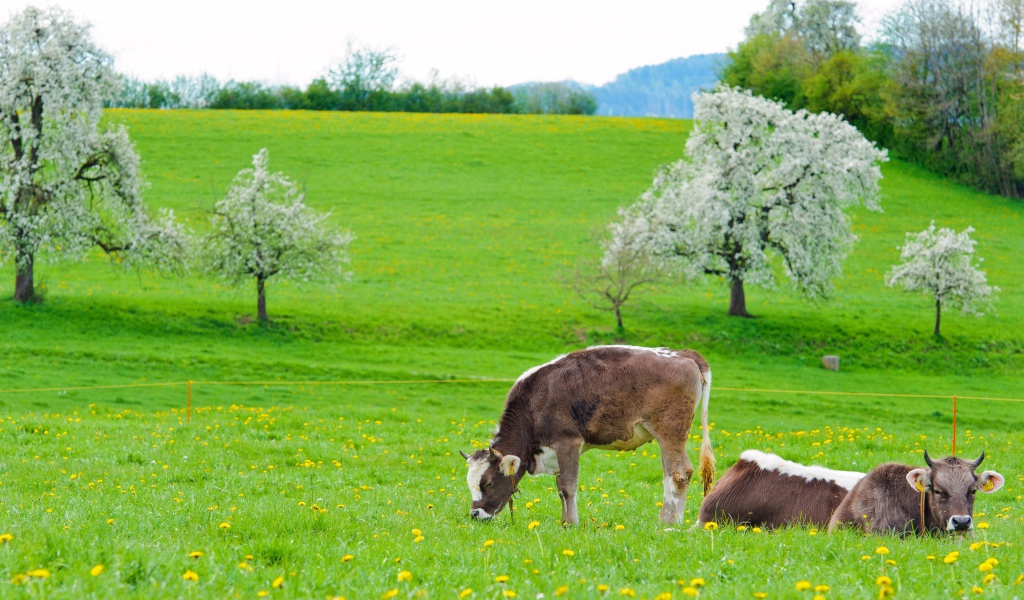 Коровы пасутся на зеленом лугу весной