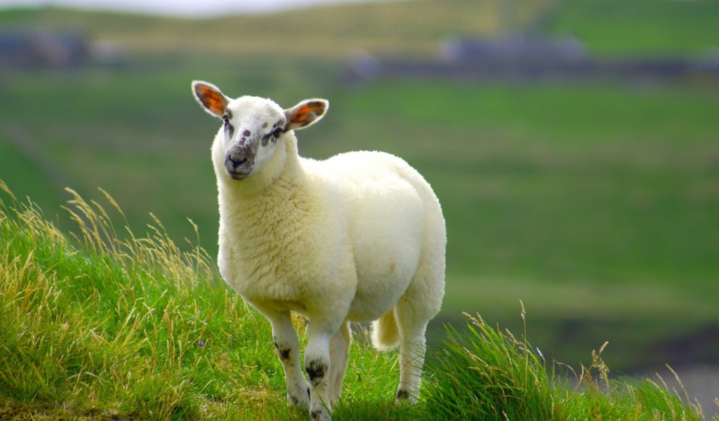 Fluffy white sheep on green grass