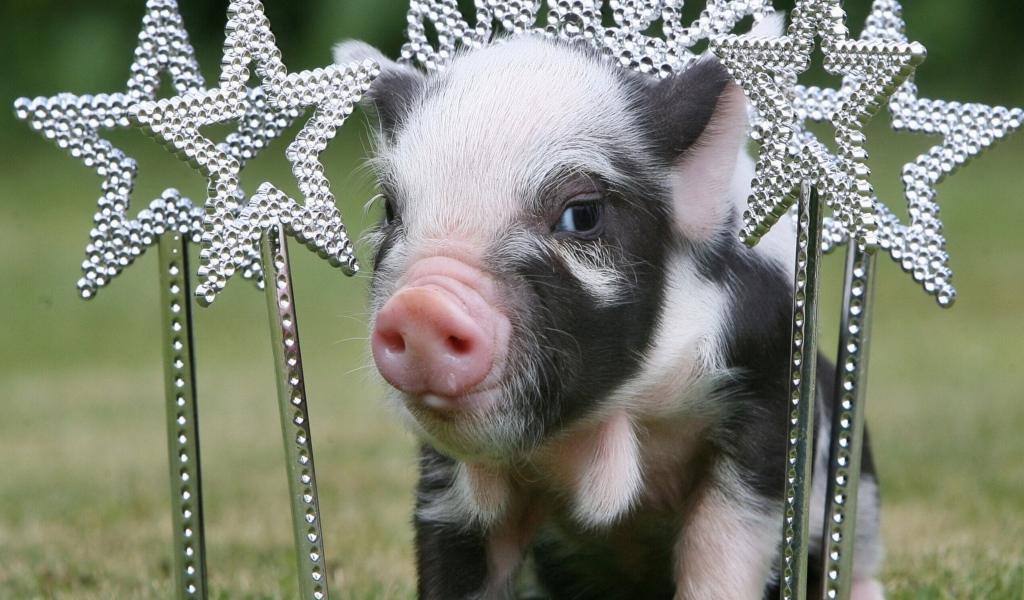 Маленький поросенок с украшениями