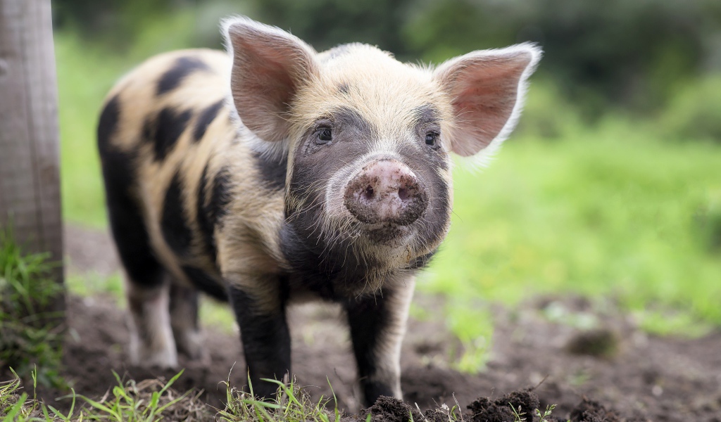 Забавный поросенок с грязным пятаком