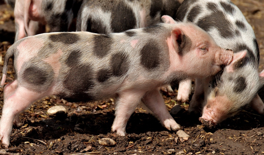 Забавные пятнистые поросята на земле