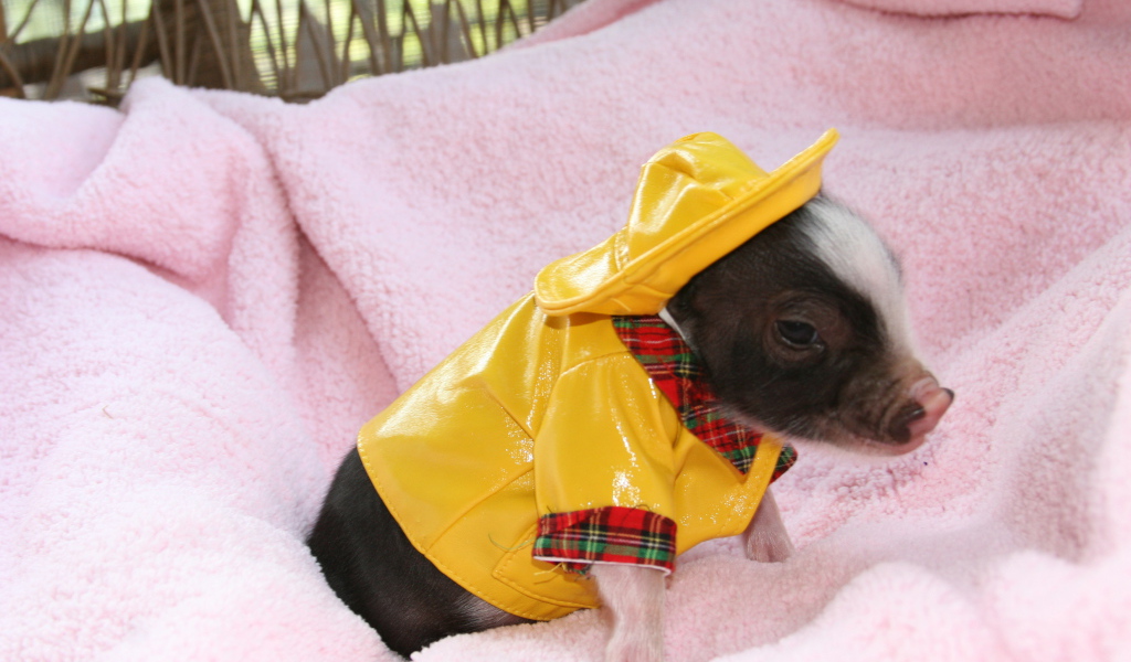 Little pig in a yellow suit, the symbol of the new year 2019