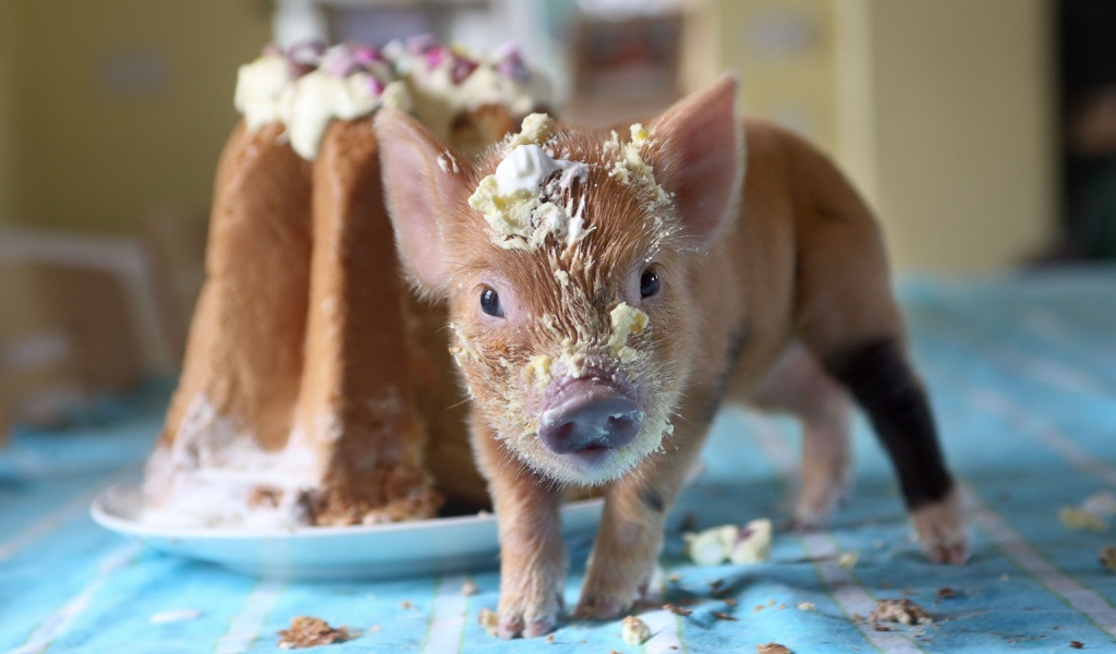 Маленький поросенок в креме из торта 