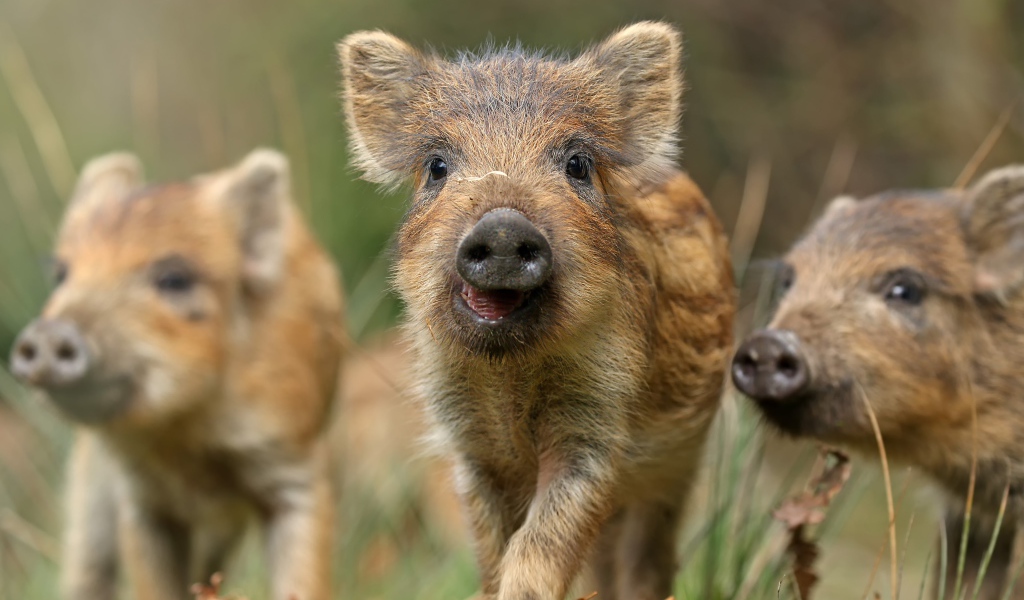 Маленькие дикие кабанчики в лесу