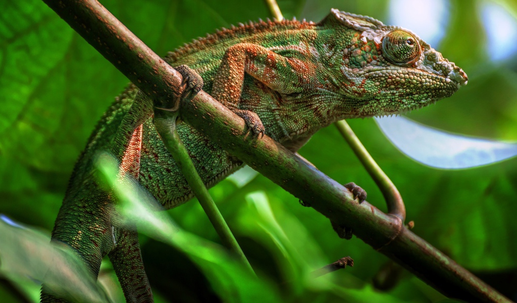 Большой зеленый хамелеон сидит на ветке