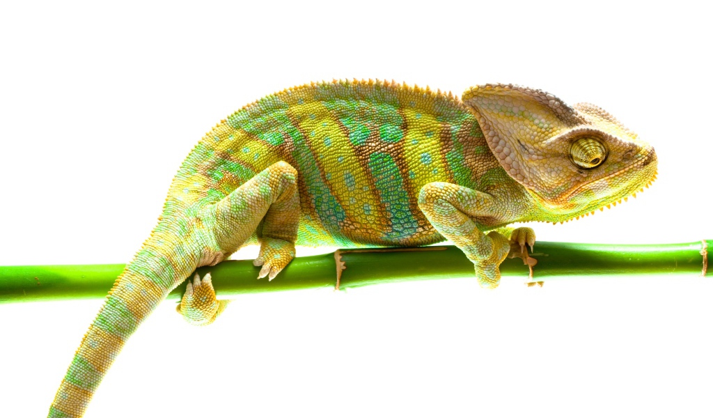 Красивый хамелеон на ветке на белом фоне
