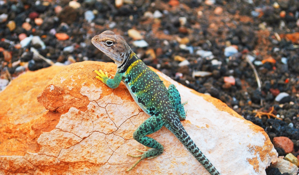 Красивая ошейниковая игуана на камне