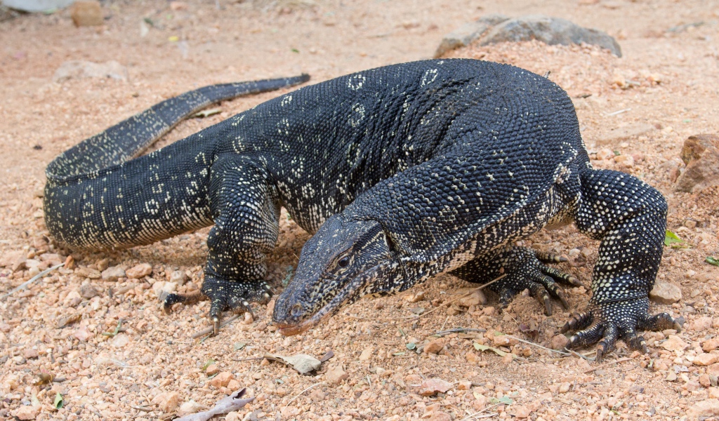 Большой дракон комодо  на песке