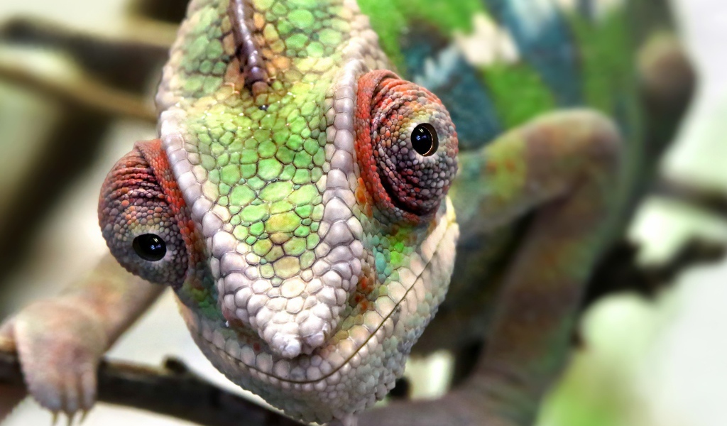 Голова хамелеона крупным планом