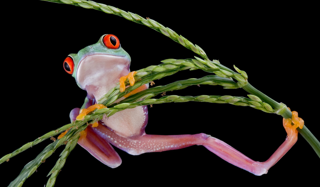 Лягушка висит на зеленом колоске на черном фоне