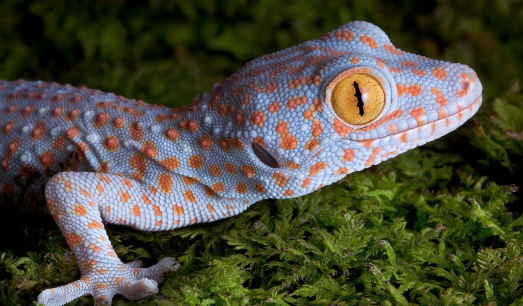 Геккон с большими желтыми глазами