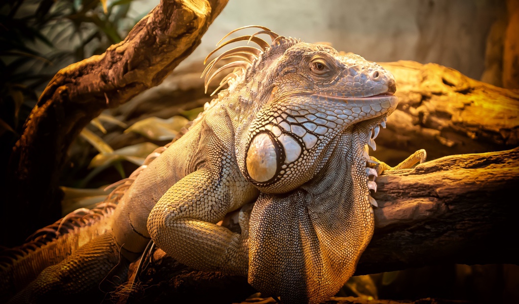 Гигантская игуана сидит на дереве