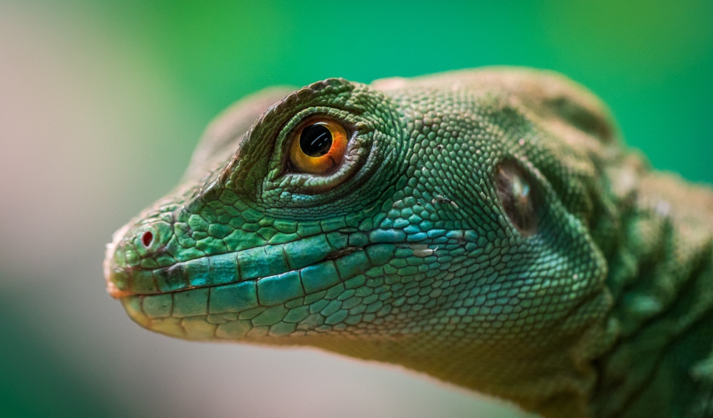Голова зеленой ящерицы крупным планом