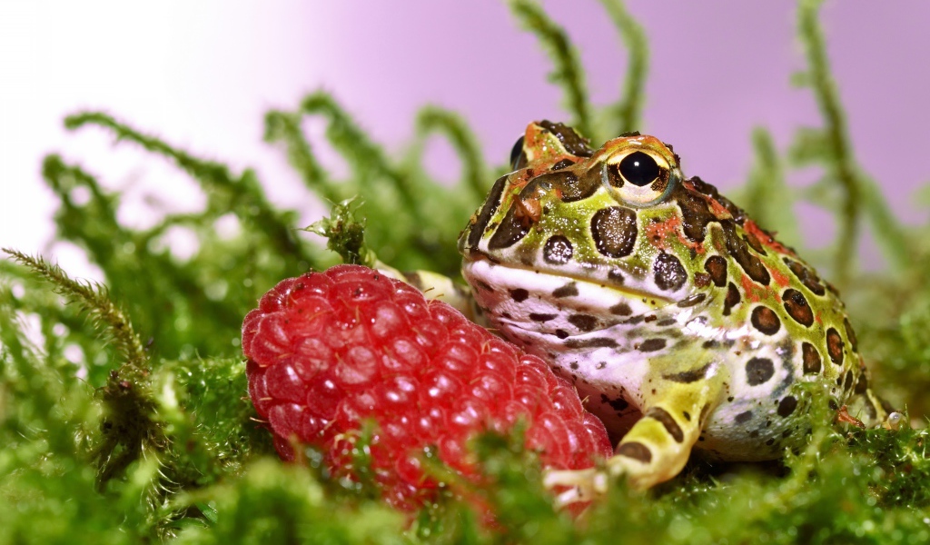 Рогатая жаба с большой спелой ягодой малины