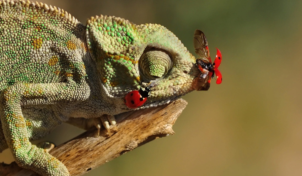 Божьи коровки сидят на зеленом хамелеоне 