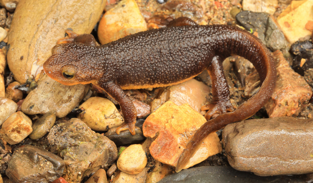 Маленькая коричневая ящерица на камнях 