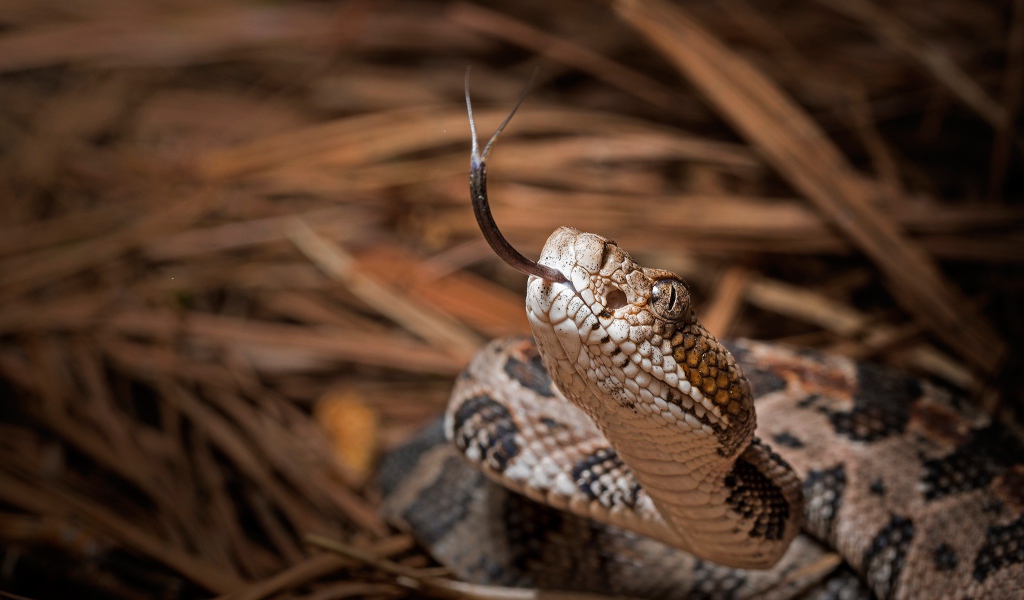 Змея с высунутым языком 