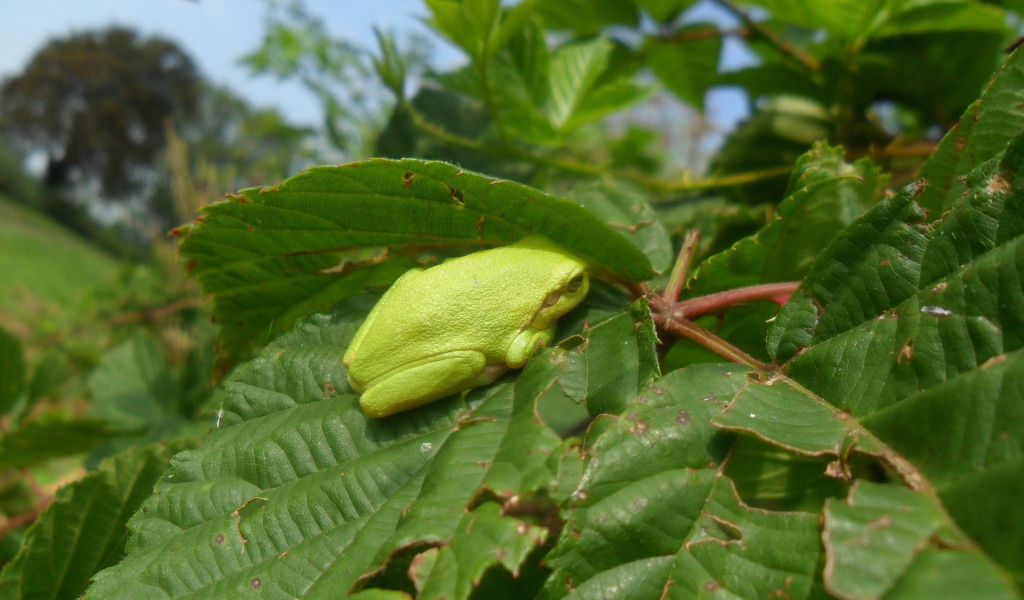 Зеленая жаба сидит на большом листе