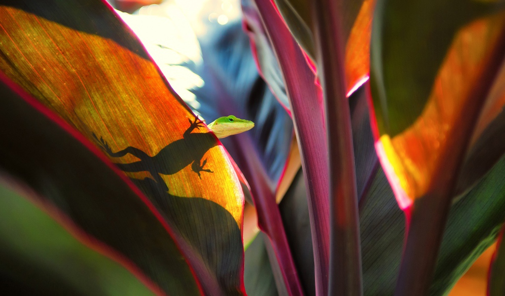 Маленькая зеленая ящерица сидит на большом листе