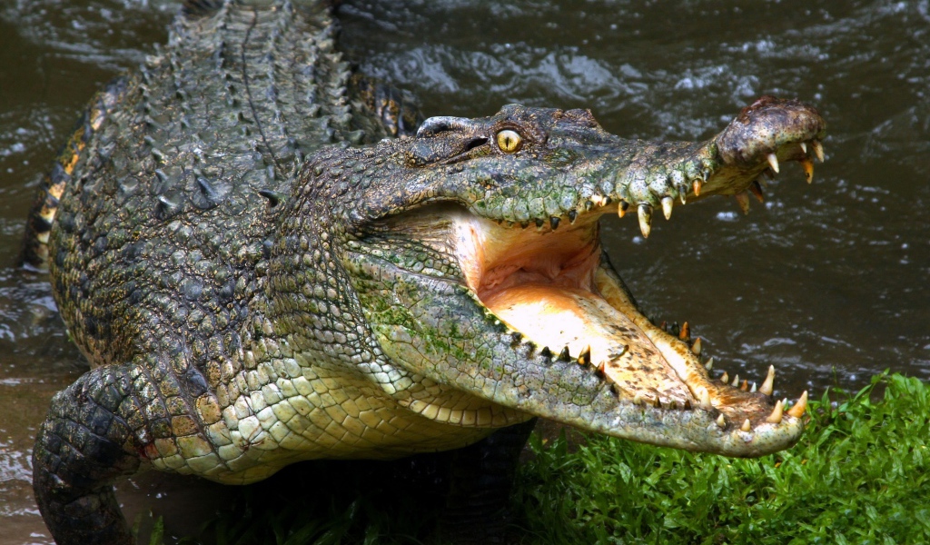 Зубастый крокодил с открытой пастью у водоема