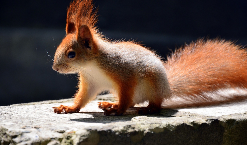 Маленькая белочка в лучах солнца