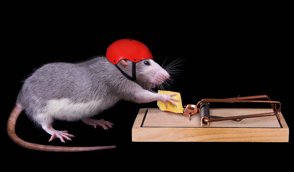 Крыса в шлеме ворует сыр из мышеловки
