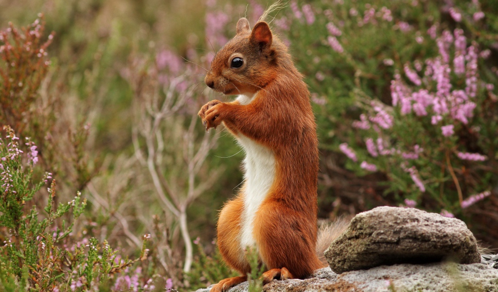 Маленькая рыжая белка стоит на камне