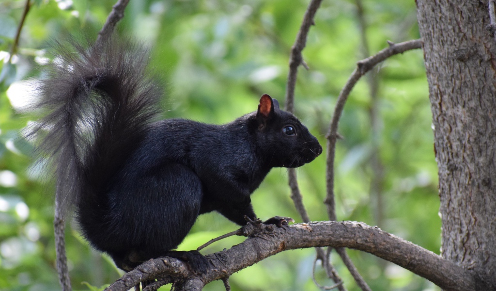 Черная белка сидит на ветке дерева