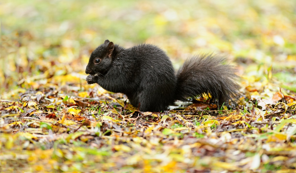 Черная белка сидит на желтой листве