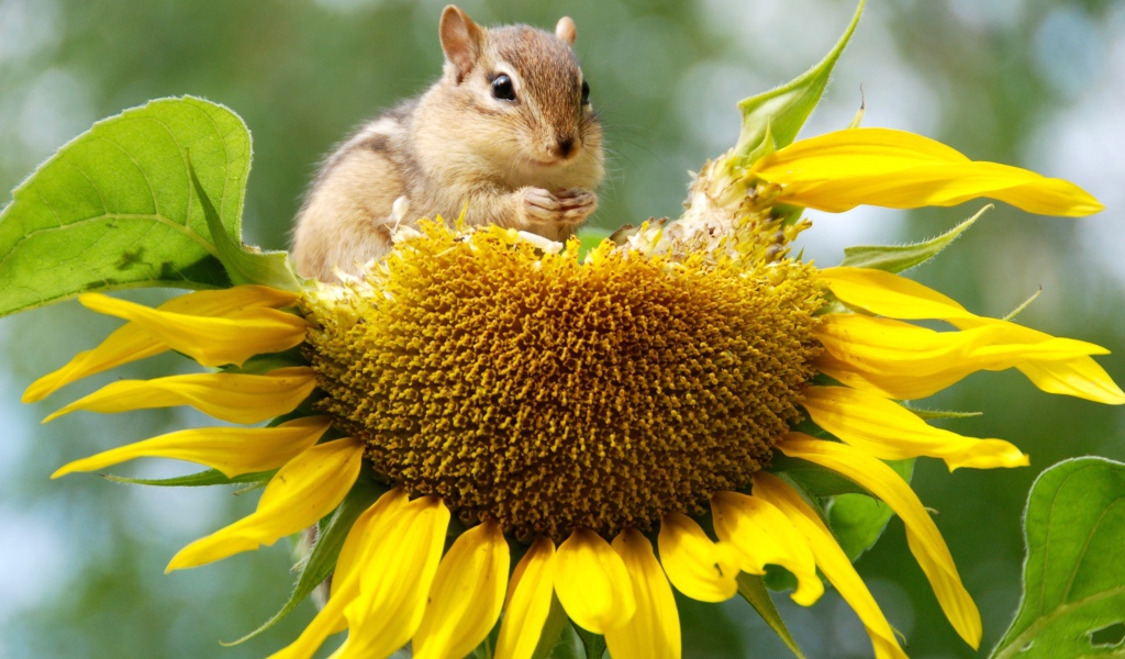 Бурундук грызет желтый подсолнух