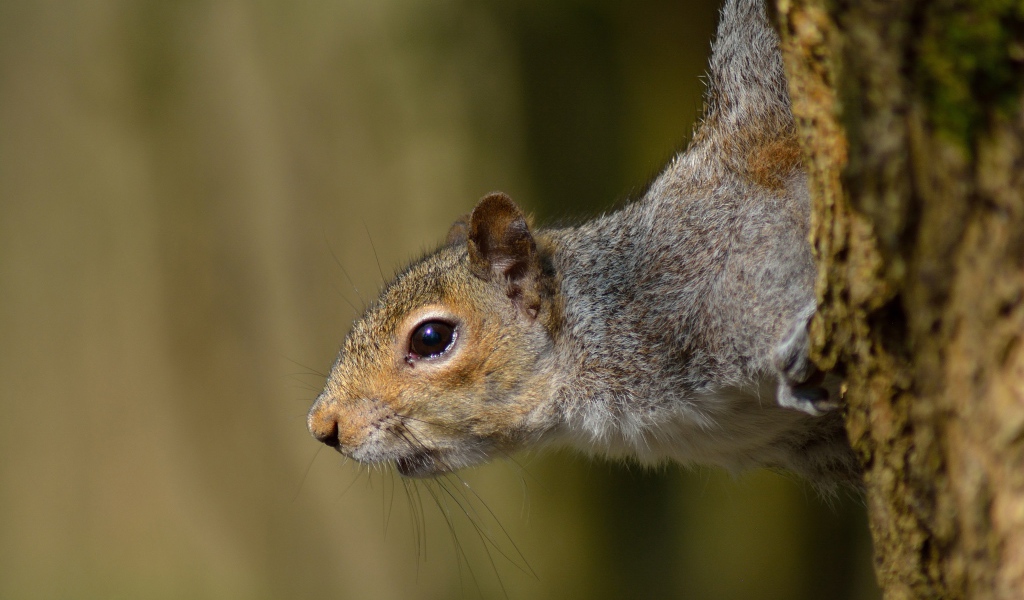 Любопытная белка на дереве