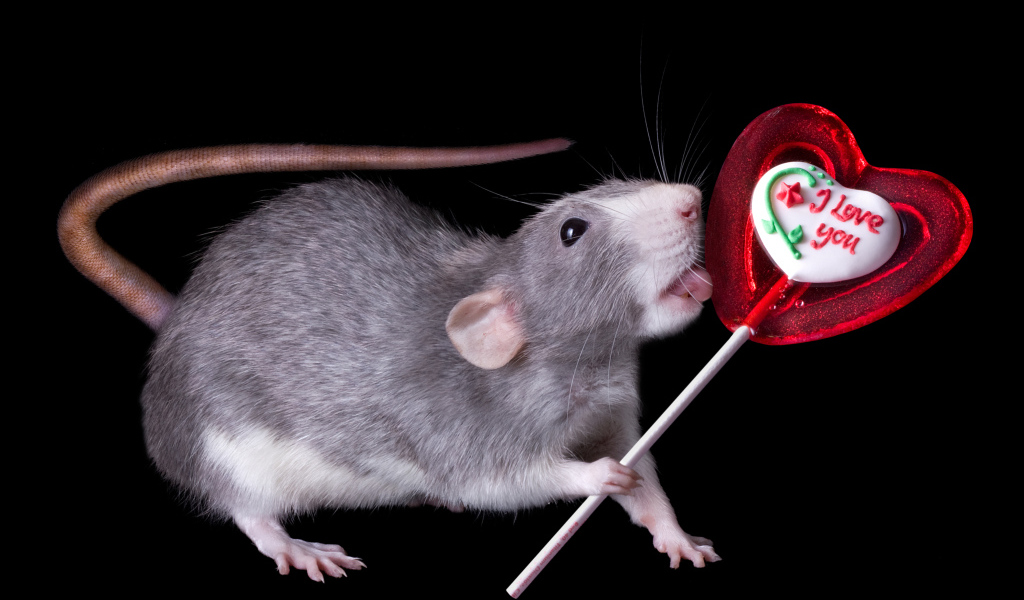 Серая крыса с леденцом на черном фоне