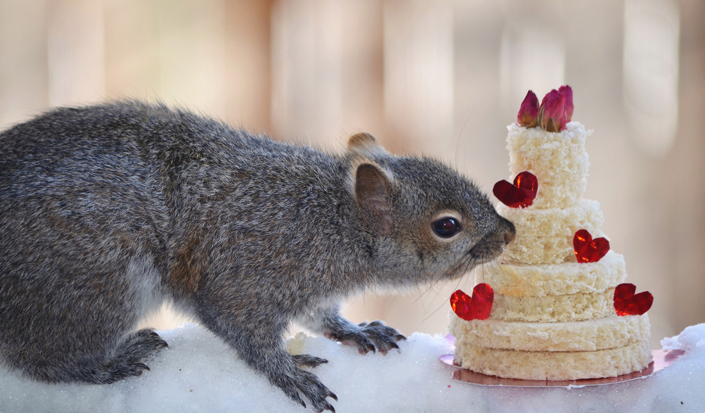 Серой белке подарили торт из хлеба