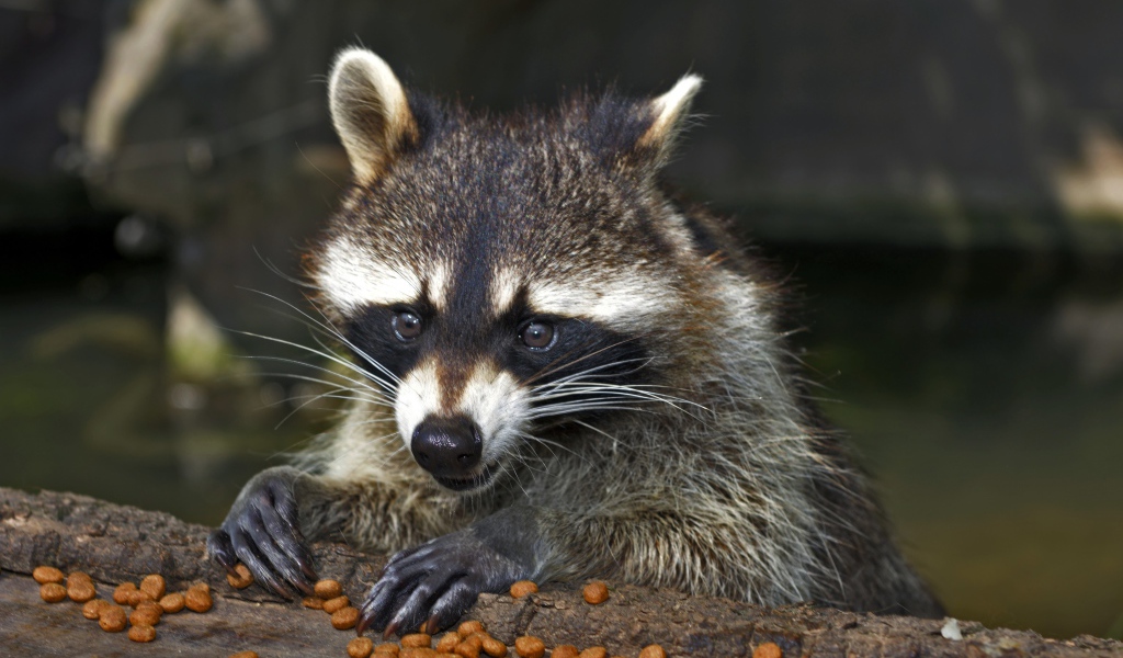 Енот грызет сухой корм