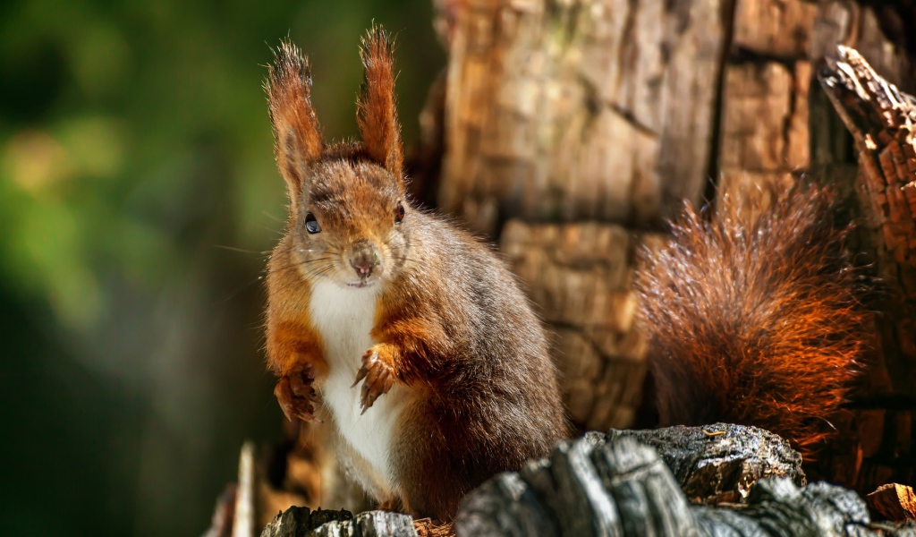 Рыжая белка на сухом дереве крупным планом 