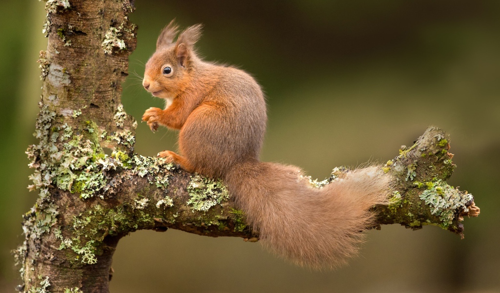 Рыжая белка на ветке дерева 