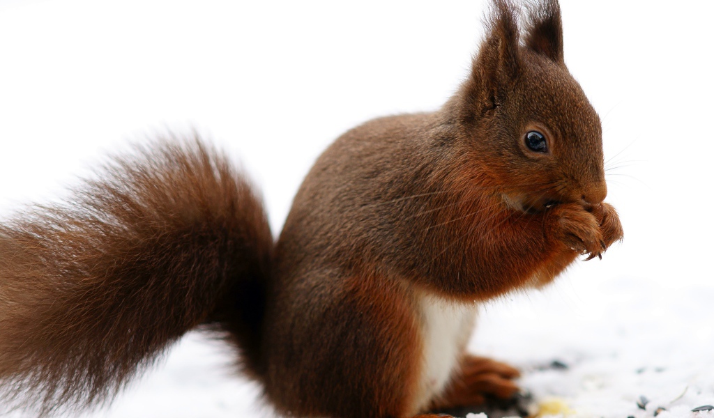 Рыжая белка сидит на снегу